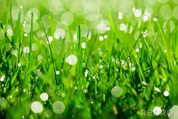 Tableau  green grass with water drops in sunlight