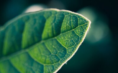 Tableau  green leaf