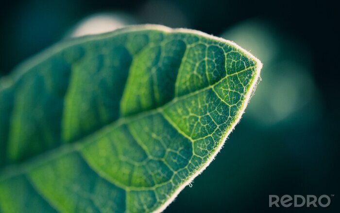 Tableau  green leaf