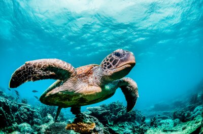 Tableau  Green sea turtle swimming among colorful coral reef in beautiful clear water
