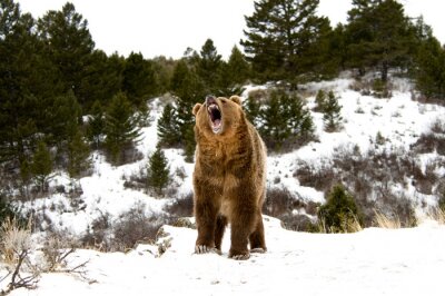 Tableau  Grizzly Bear