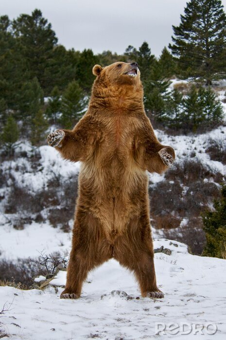 Tableau  Grizzly Bear