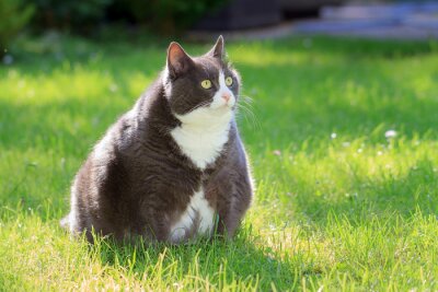 Tableau  Gros chat sur la pelouse