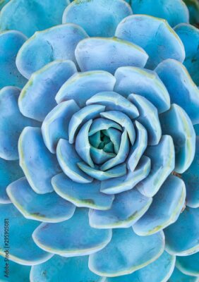 Tableau  Gros plan d&#39;une succulente bleue