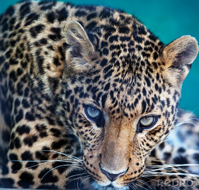 Tableau  Gros plan d'un léopard