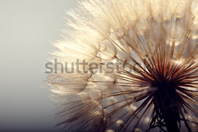 Tableau  Gros plan d'un pissenlit