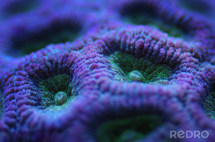 Tableau  gros plan de corail violet cerveau