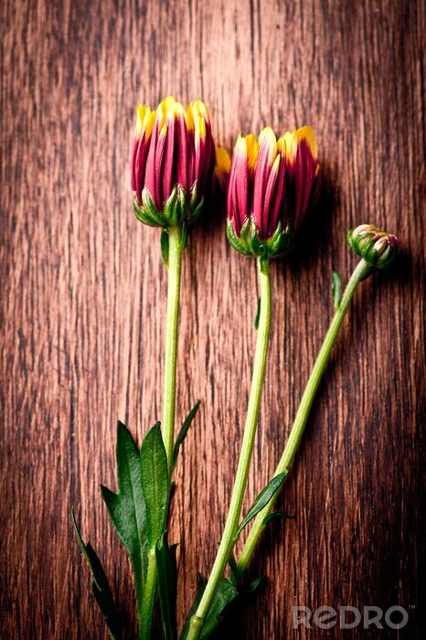 Tableau  Gros plan de fleurs Aster sur fond de bois