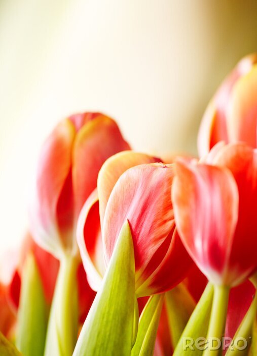 Tableau  Gros plan de fleurs rouges
