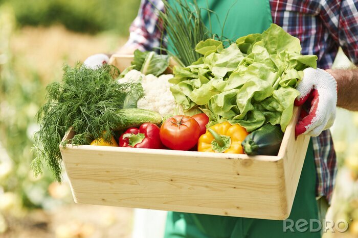 Tableau  Gros plan de la boîte avec des légumes dans les mains de l'homme d'âge mûr