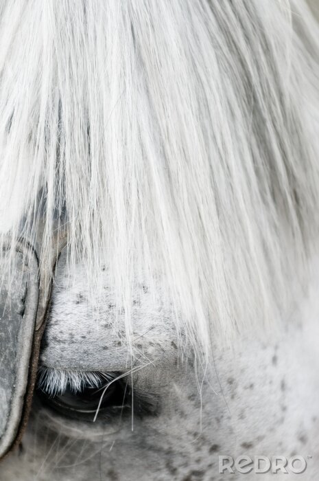 Tableau  Gros plan de la tête