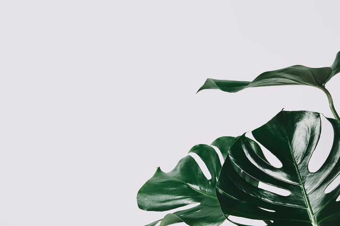 Tableau  gros plan des feuilles de monstera isolé sur blanc