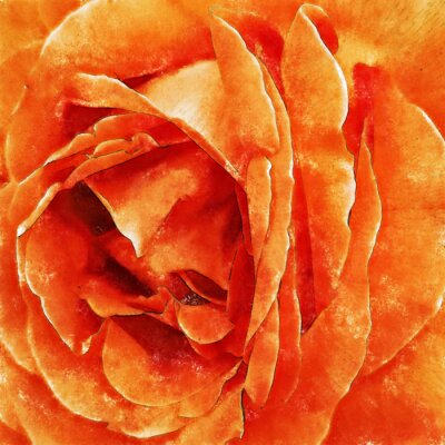 Tableau  Gros plan des roses orange