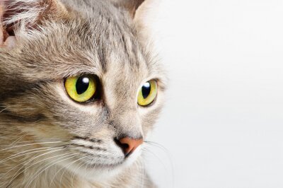 Gros plan des yeux d'un chaton
