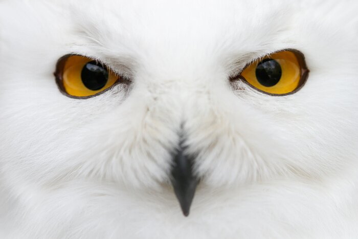 Tableau  Gros plan des yeux orange d'un hibou
