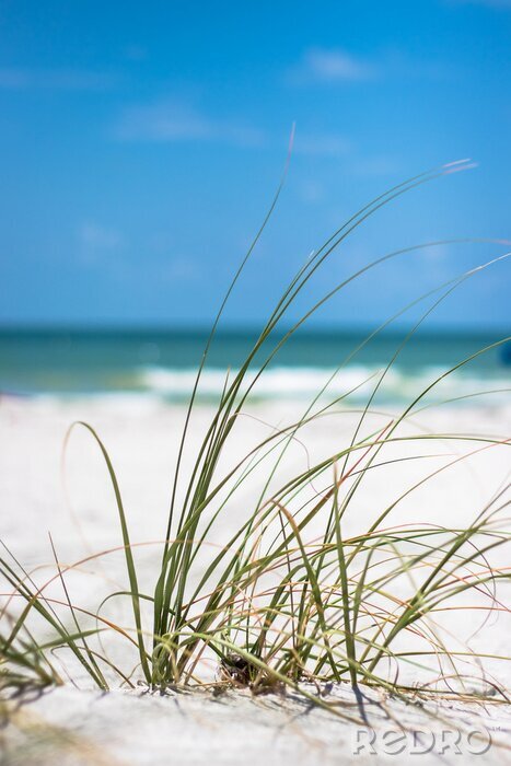Tableau  Gros plan, herbe, plage, sable