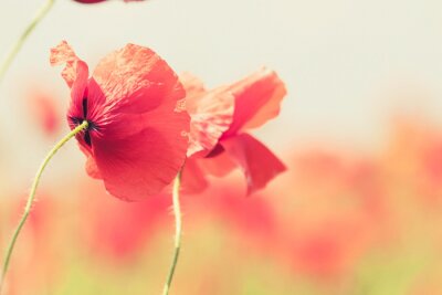 Tableau  Gros plan sur des coquelicots