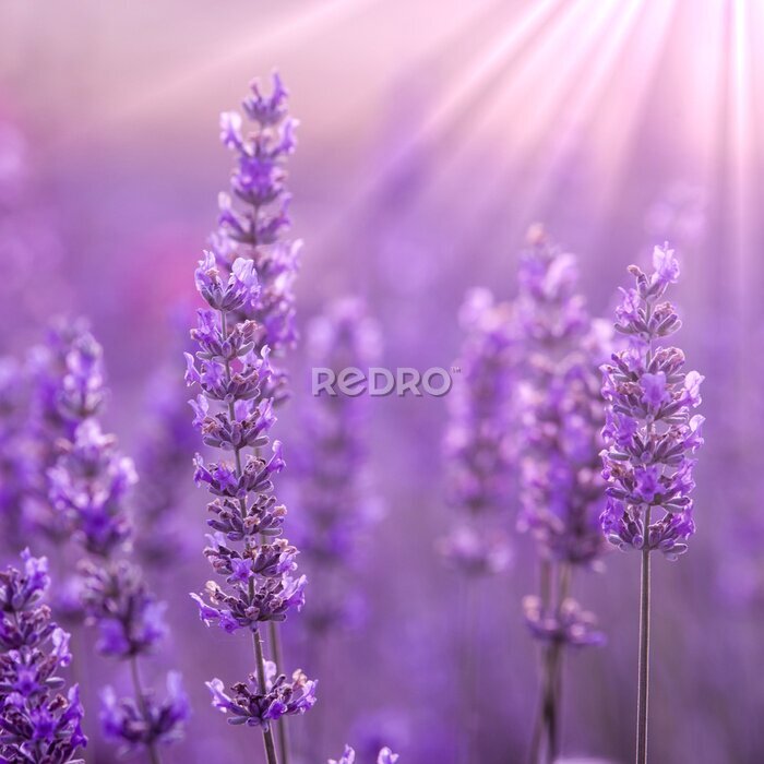 Tableau  Gros plan sur des fleurs de lavande