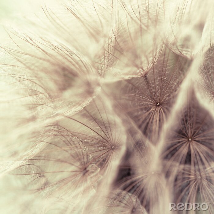 Tableau  Gros plan sur des graines de pissenlit