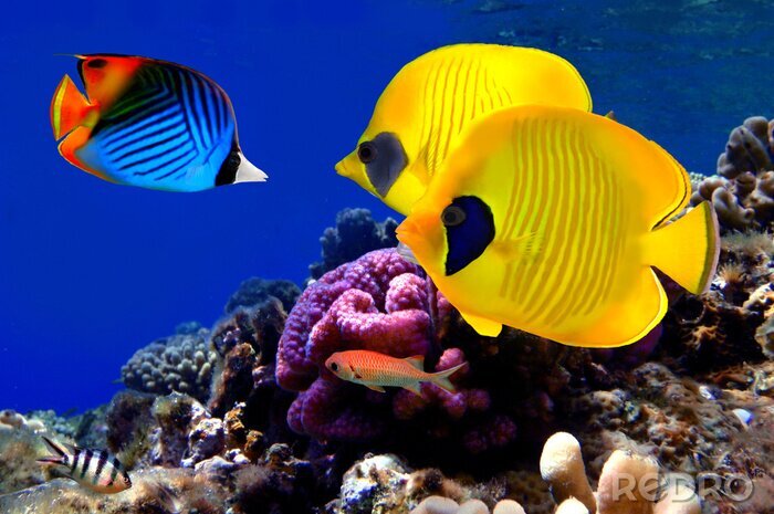Tableau  Gros plan sur des poissons et un récif corallien