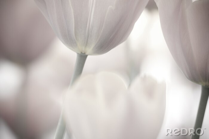 Tableau  Gros plan sur des tulipes blanches