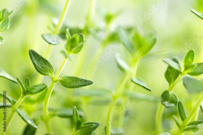 Tableau  Gros plan sur du thym vert