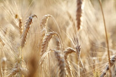 Gros plan sur le blé