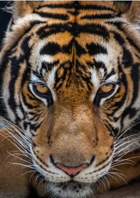 Gros plan sur le regard d'un tigre