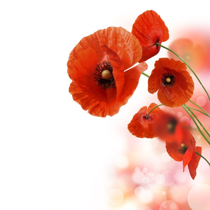 Tableau  Gros plan sur les coquelicots sur fond blanc