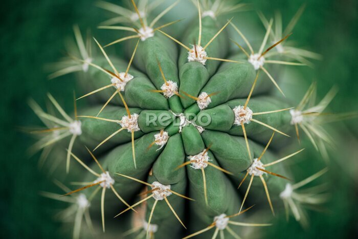 Tableau  Gros plan sur un cactus en pot