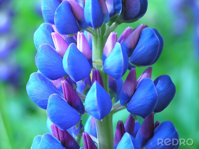 Tableau  Gros plan sur une fleur bleue