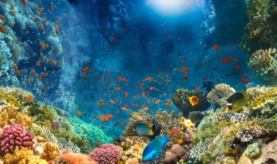 Tableau  Group of scuba divers exploring coral reef. Underwater sports and tropical vacation concept