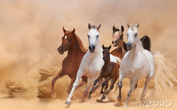 Tableau  Groupe de chevaux dans le désert