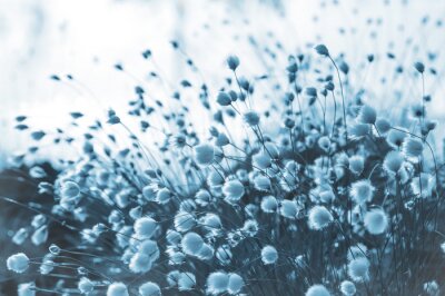 Herbe décorative sur une photo bleue