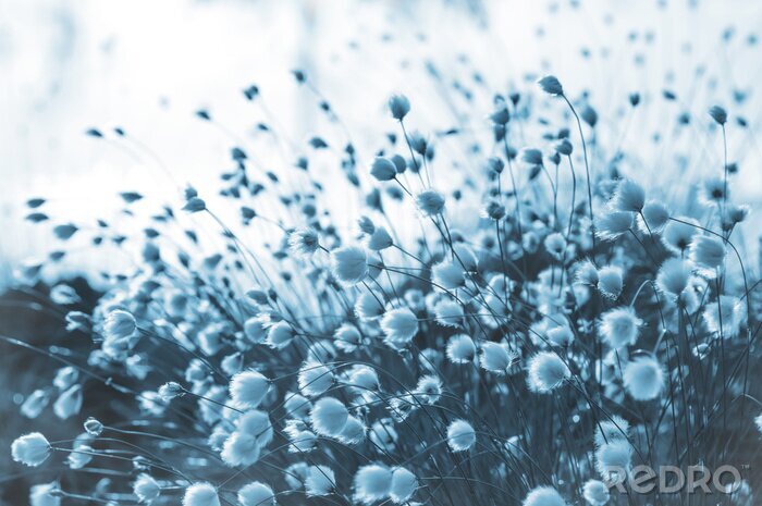 Tableau  Herbe décorative sur une photo bleue