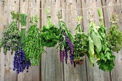 Herbes aromatiques à sécher