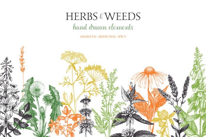 Tableau  Herbes et plantes colorées