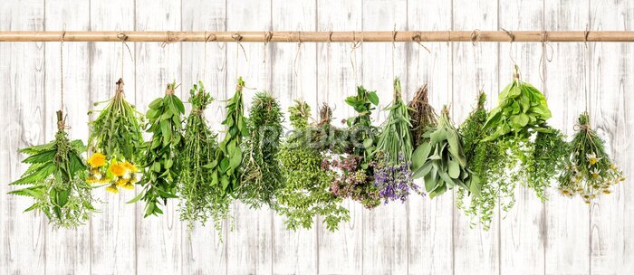 Tableau  Herbes medicinales. Apothicaire à base de plantes. Lavande, pissenlit, ortie