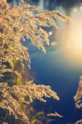 Herbes sèches penchées