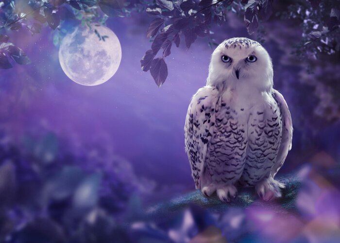Tableau  Hibou sur le fond de la grande lune