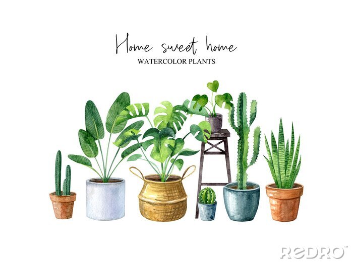 Tableau  Home sweet home-watercolor illustration with home plants (monstera, cactus, sansevieria) isolated on white background. Composition in hygge style. Scandinavian interior. Boho lifestyle.