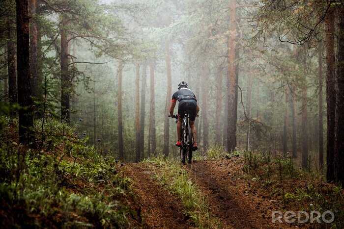 Tableau  Homme, athlète, mountainbiker, tours, bicyclette, long, forêt ... Dans la brume de la forêt, vue mystérieuse