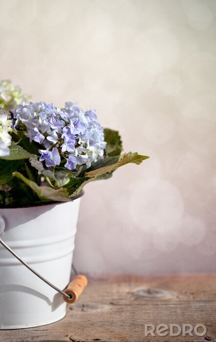 Tableau  Hortensias en bouquet