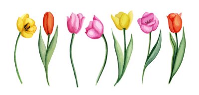 Tableau  Illustration colorée avec des tulipes