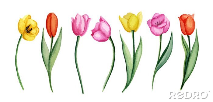 Tableau  Illustration colorée avec des tulipes