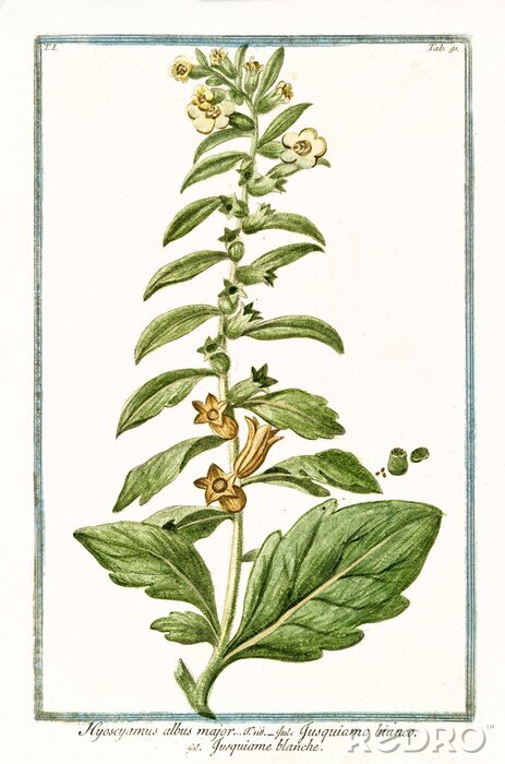 Tableau  Illustration rétro d'une pipe blanche à partir d'un livre