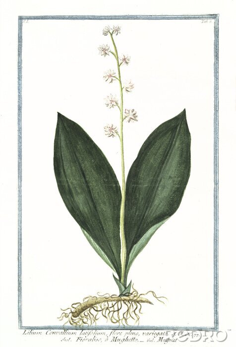 Tableau  Illustration rétro d'une plante