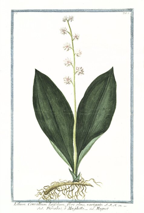 Tableau  Illustration rétro d'une plante