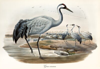 Illustration vintage avec des oiseaux