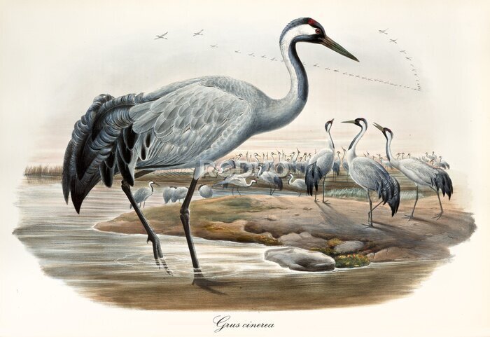 Tableau  Illustration vintage avec des oiseaux